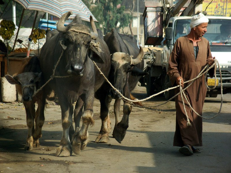 Египет, фото № 601 – фотографии Египта