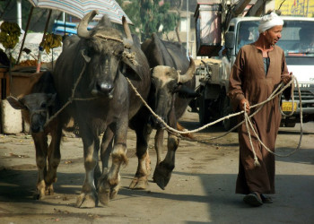 Египет, фото № 601 – фотографии Египта