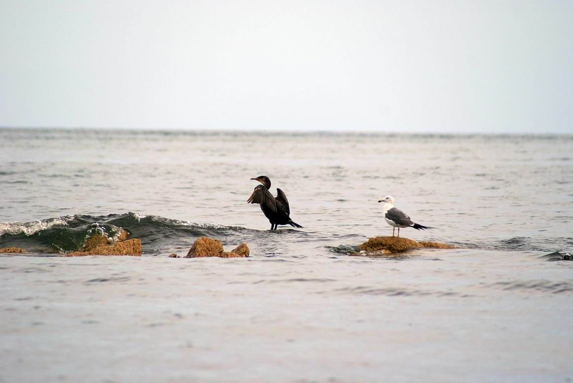 Птицы в Лазовском заповеднике, Россия – фотографии России