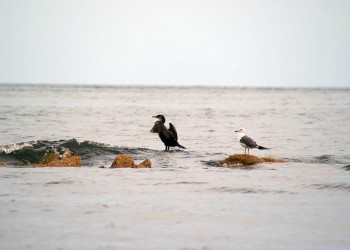 Птицы в Лазовском заповеднике, Россия – фотографии России