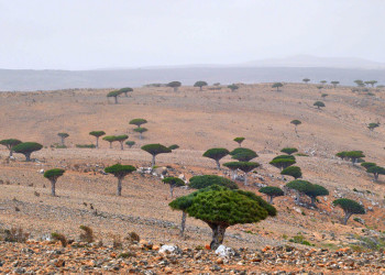 Виды Сокотры – фотографии Йемена