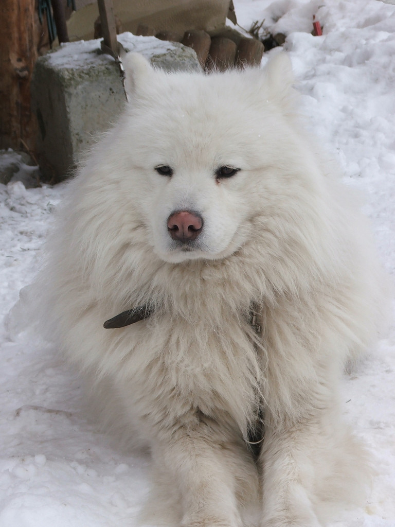 Собака в Валь-д'Изер, Франция – фотографии Франции