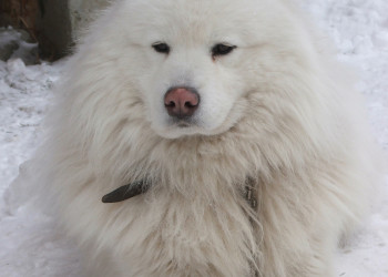 Собака в Валь-д'Изер, Франция – фотографии Франции