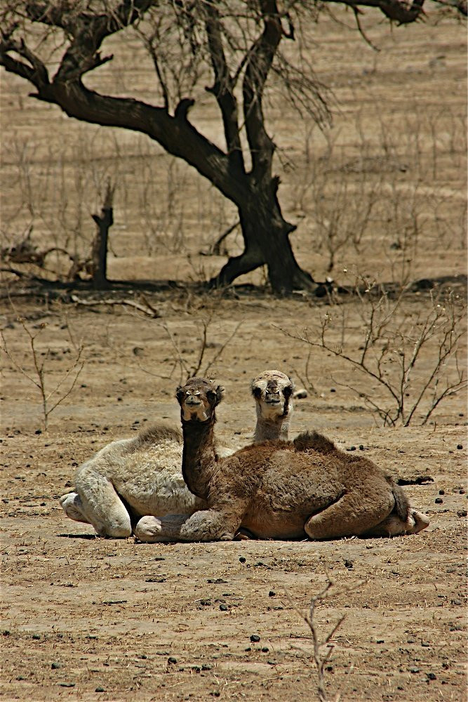 Оман, фото № 5735 – фотографии Омана