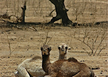 Оман, фото № 5735 – фотографии Омана