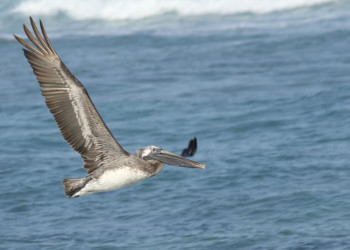 Тулум, Ривьера-Майя, Мексика, фото № 44242 – фотографии Мексики