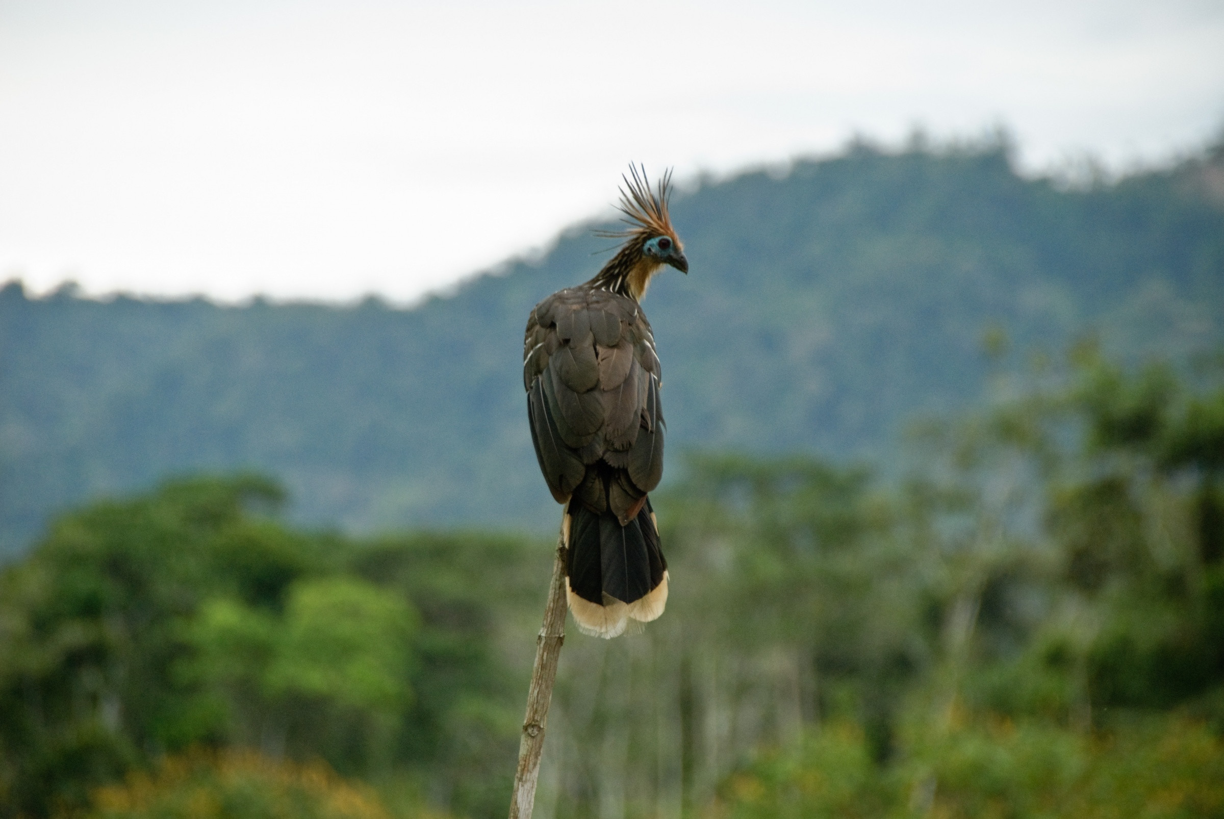 Национальный Парк Ману – фотографии Перу