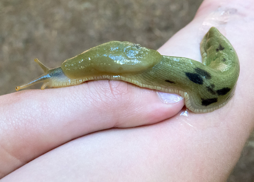 Олимпик Национальный Парк. Фото 4 – фотографии США