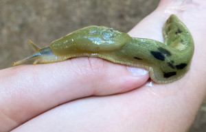 Олимпик Национальный Парк. Фото 4 – фотографии США