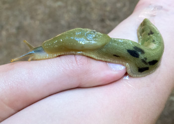 Олимпик Национальный Парк. Фото 4 – фотографии США