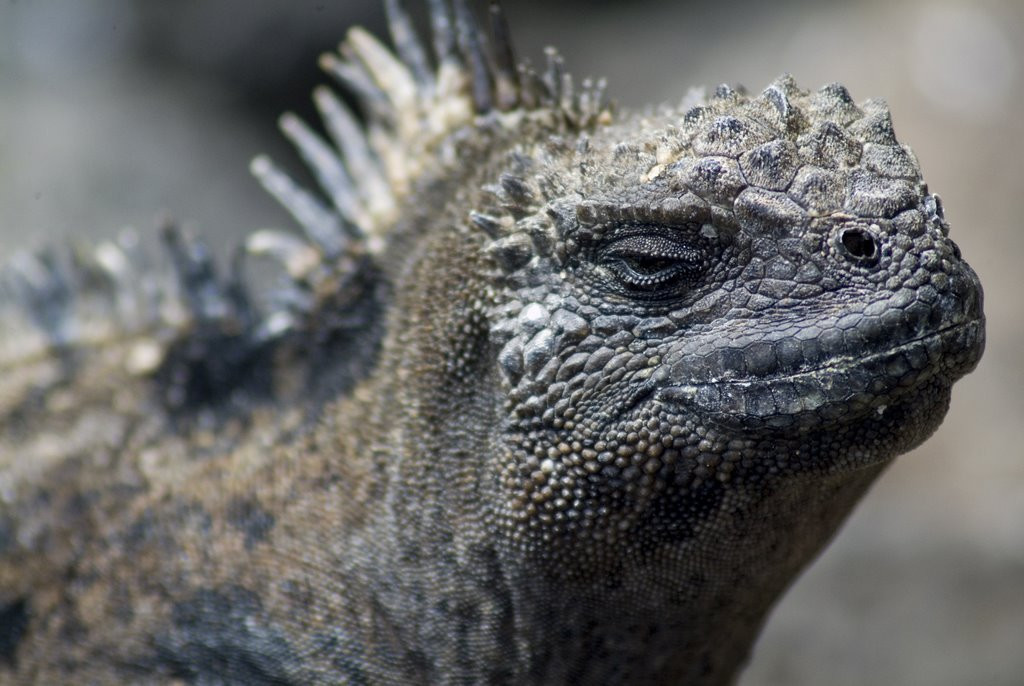 Галапагосские острова, Эквадор, фото № 68197 – фотографии Эквадора
