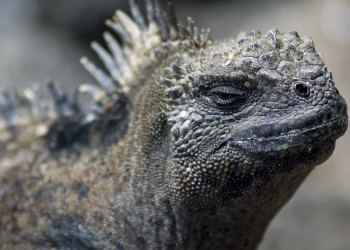 Галапагосские острова, Эквадор, фото № 68197 – фотографии Эквадора