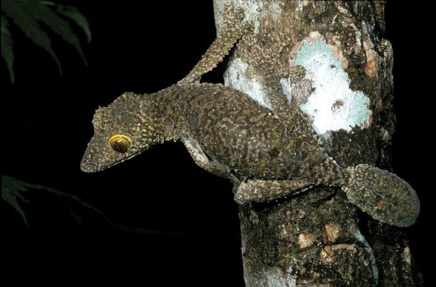 Мадагаскар, фото № 2440 – фотографии Мадагаскара