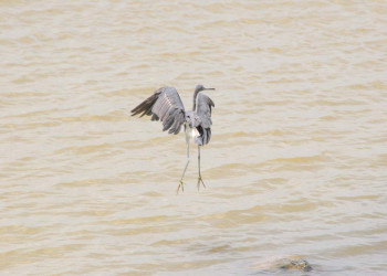 Птица в Инагуа, Багамские острова. Фото 6 – фотографии Багамских островов