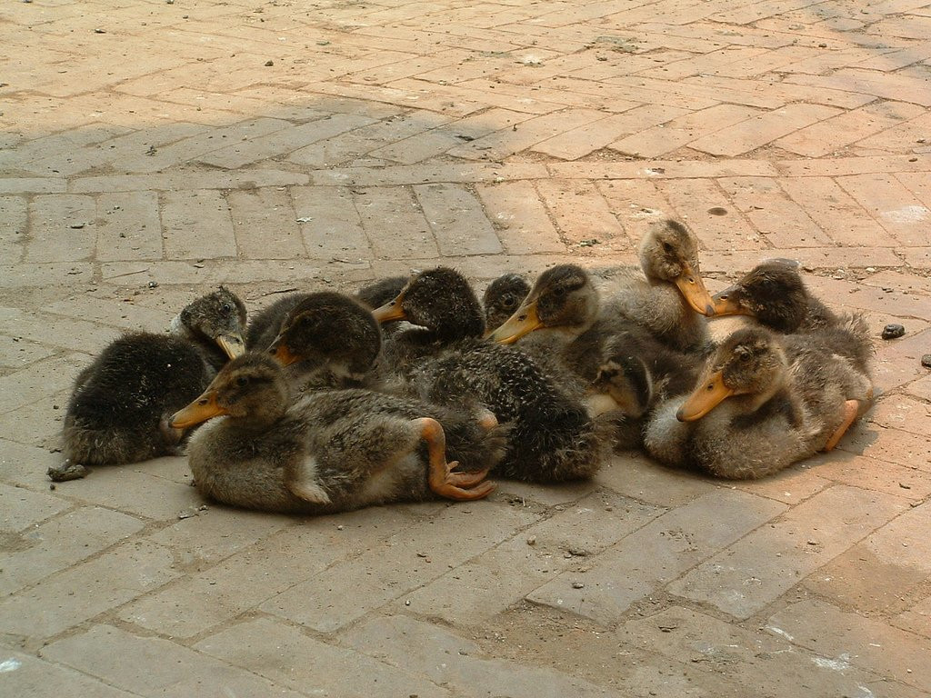 Утята – фотографии Непала