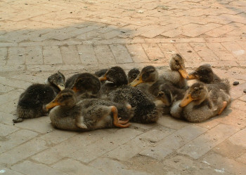 Утята – фотографии Непала