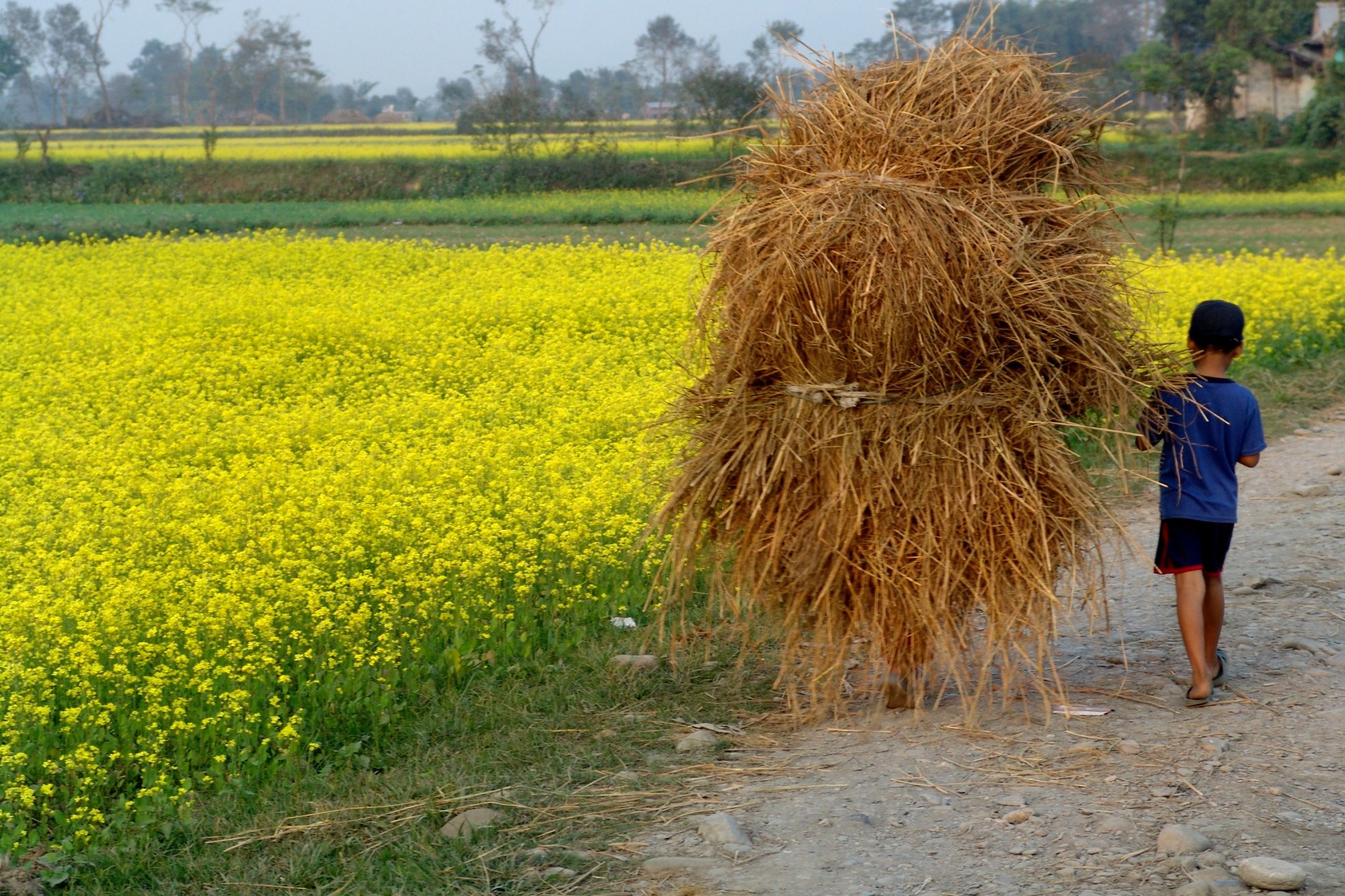 Маленький помощник по хозяйству – фотографии Непала
