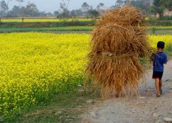 Маленький помощник по хозяйству – фотографии Непала