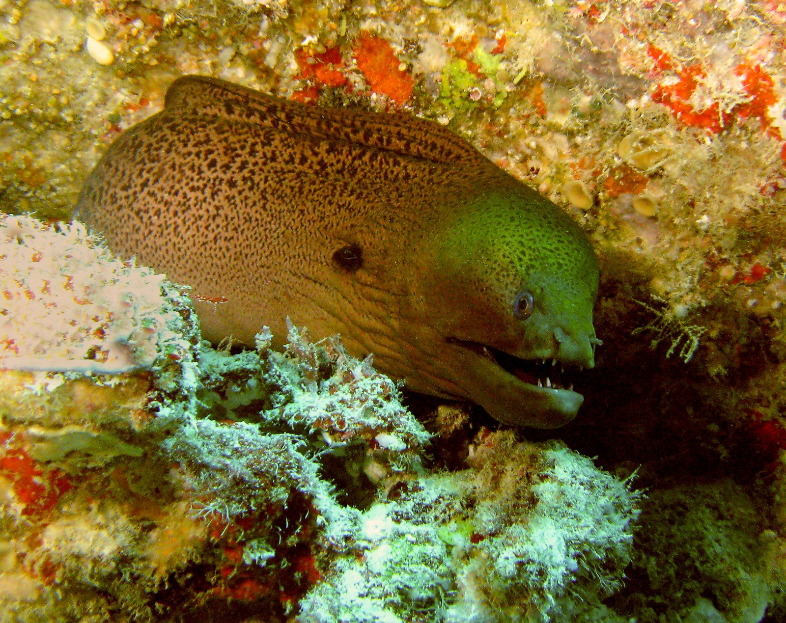 Вроде как Мурена – фотографии Палау
