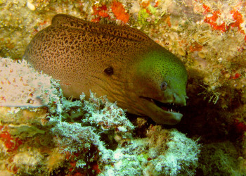 Вроде как Мурена – фотографии Палау