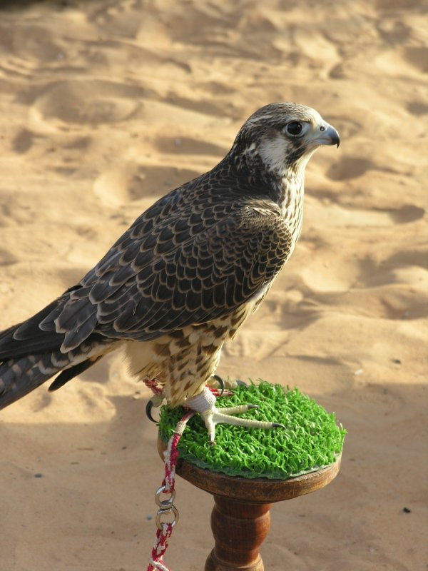 Дубай, ОАЭ, фото № 60916 – фотографии ОАЭ