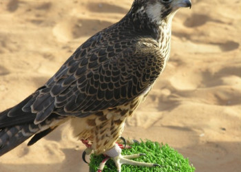 Дубай, ОАЭ, фото № 60916 – фотографии ОАЭ