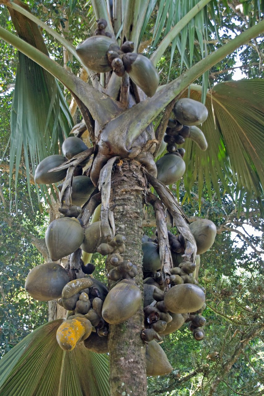 Королевский Ботанический сад, Канди, Шри-Ланка. Фото 9 – фотографии Шри-Ланки