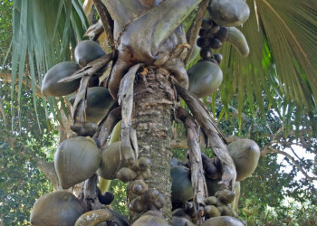 Королевский Ботанический сад, Канди, Шри-Ланка. Фото 9 – фотографии Шри-Ланки