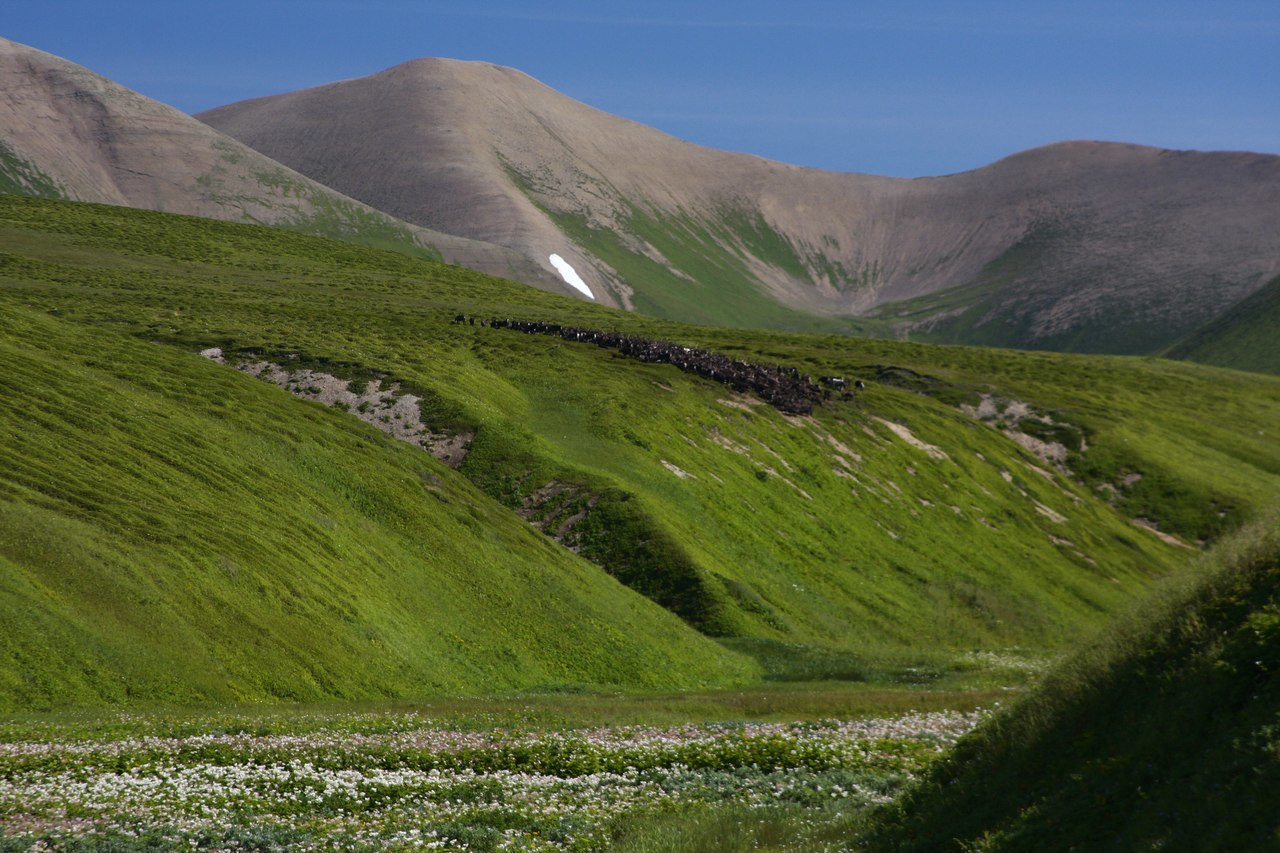 Командорский заповедник. Фото 1 – фотографии России