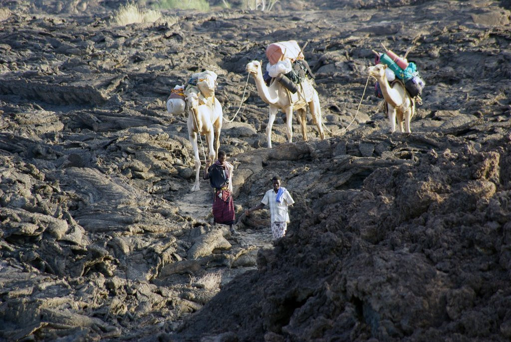 Верблюды в Эфиопии. Фото 2 – фотографии Эфиопии