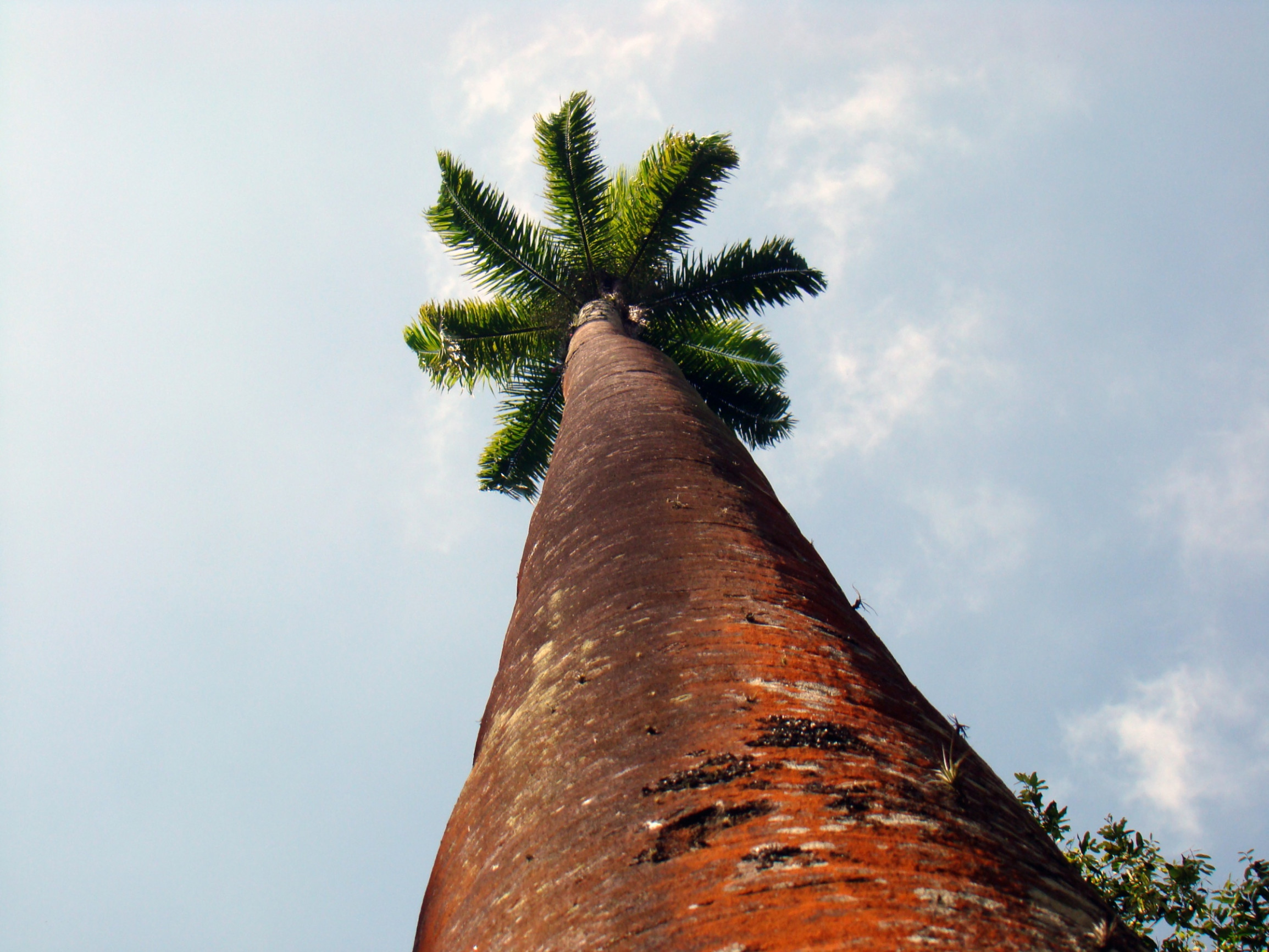 Пальма в Ботаническом саду Рио-де-Жанейро (Jardim Botânico) – фотографии Бразилии