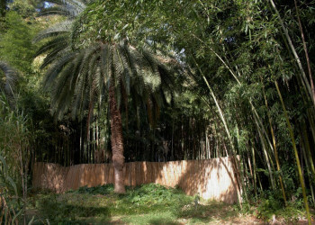 Сухумский Ботанический Сад – фотографии Абхазии