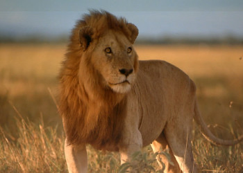 Серенгети, Танзания – фотографии Танзании