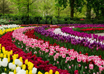 Достопримечательность Парк Кёкенхоф (Keukenhof) расположена в 34 километрах от столицы Нидерландов – фотографии Нидерландов