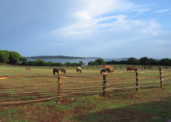 Животные в Национальном парке, Хорватия – фотографии Хорватии