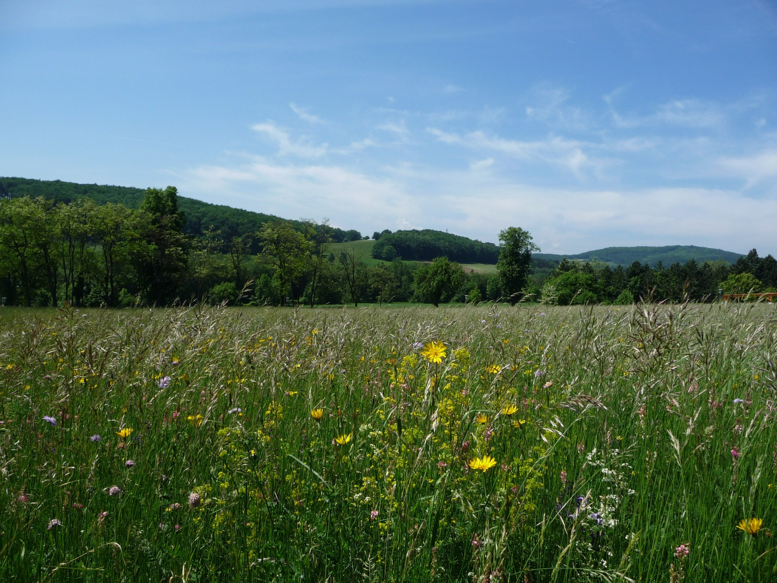 Венский лес в Австрии – фотографии Австрии