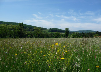 Венский лес в Австрии – фотографии Австрии