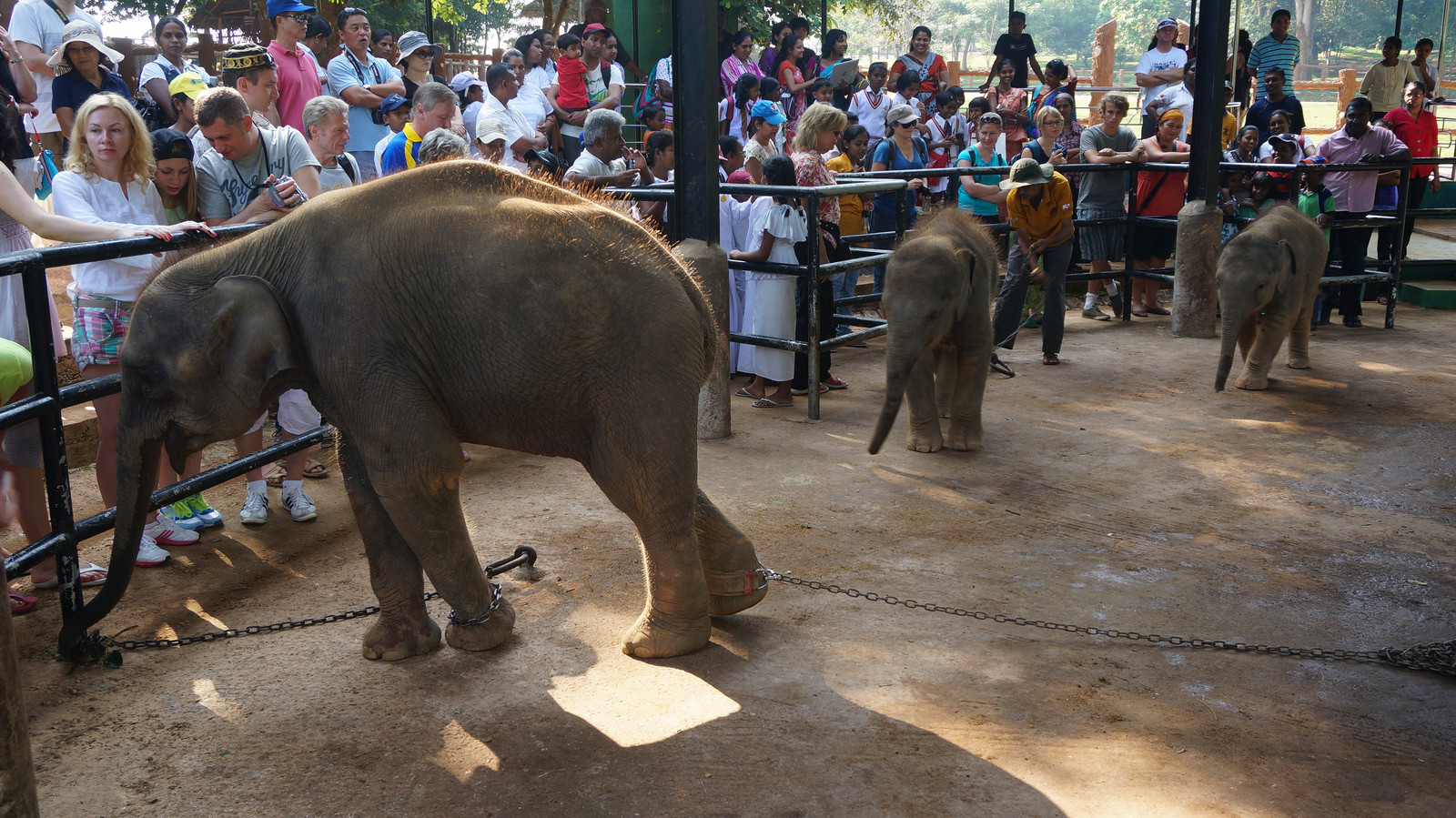 Слоновий питомник Пиннавела на острове Шри-Ланка. Фото 8 – фотографии Шри-Ланки