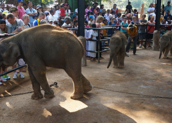 Слоновий питомник Пиннавела на острове Шри-Ланка. Фото 8 – фотографии Шри-Ланки