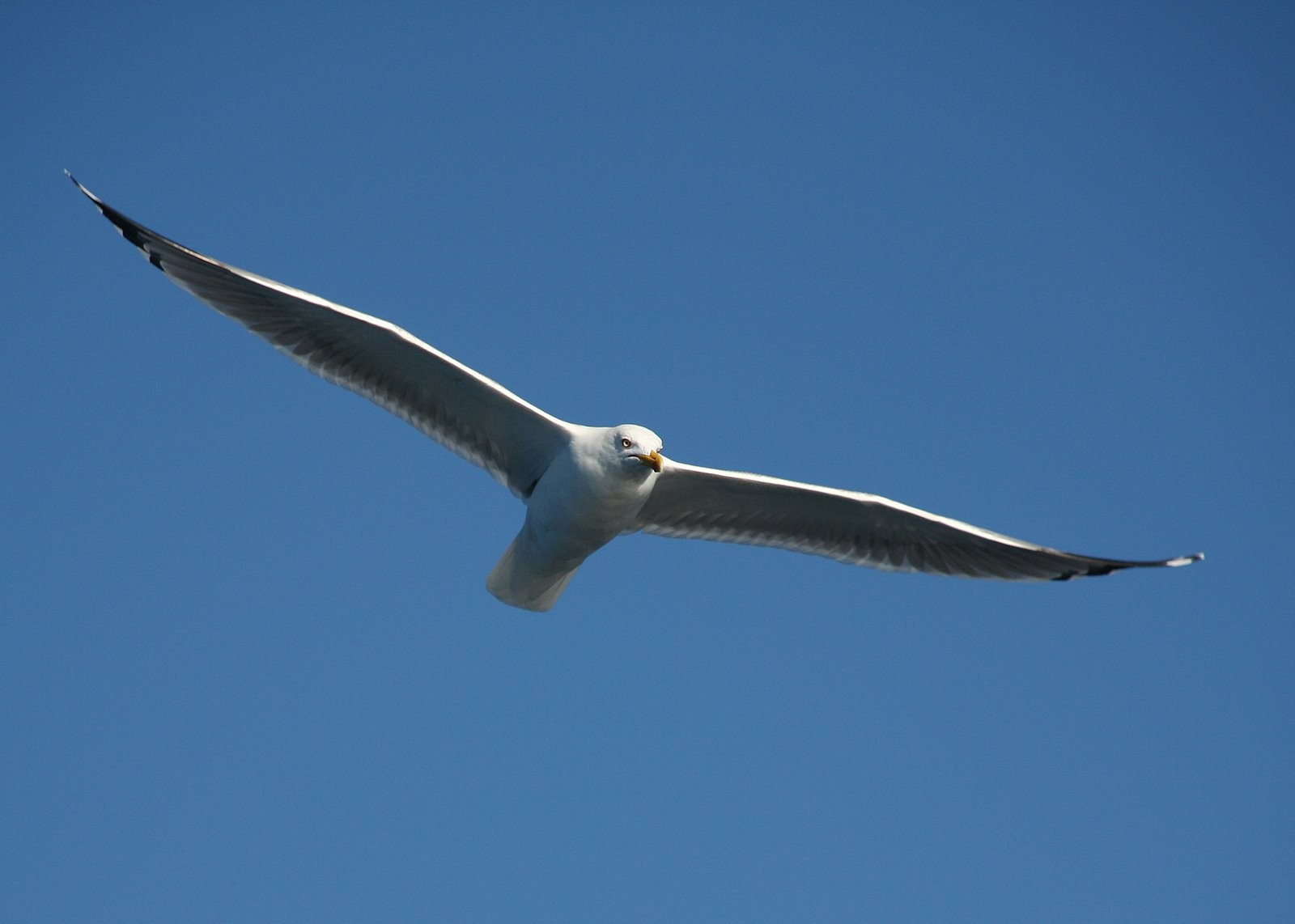 Птицы на острове Лошинь, Хорватия. Фото 3 – фотографии Хорватии