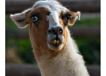 Верблюд в Северном Тунисе – фотографии Туниса