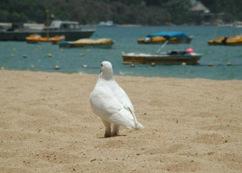 Акапулько, Мексика, фото № 43338 – фотографии Мексики