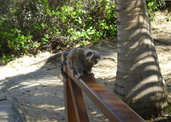 Животное в Коста-ду-Саупе, Бразилия. Фото 1 – фотографии Бразилии