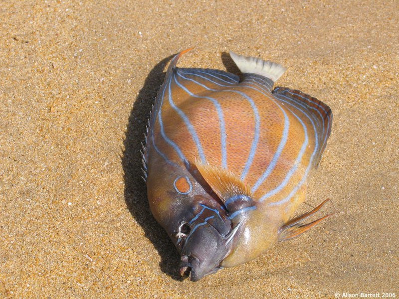 Маунт Лавиния, Шри-Ланка, фото № 51793 – фотографии Шри-Ланки