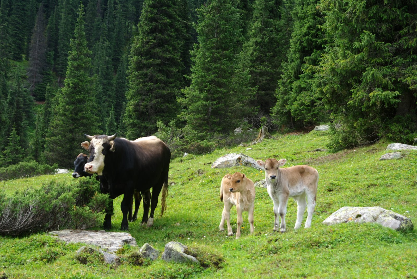 Киргизия, фото № 3238 – фотографии Киргизии