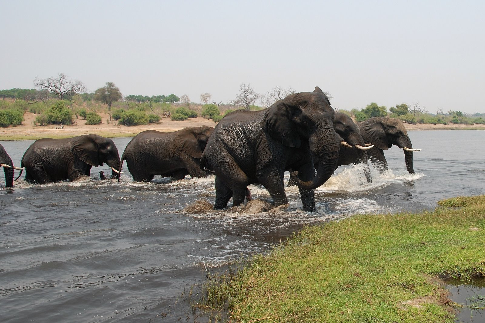 Chobe_elephants – фотографии Ботсваны