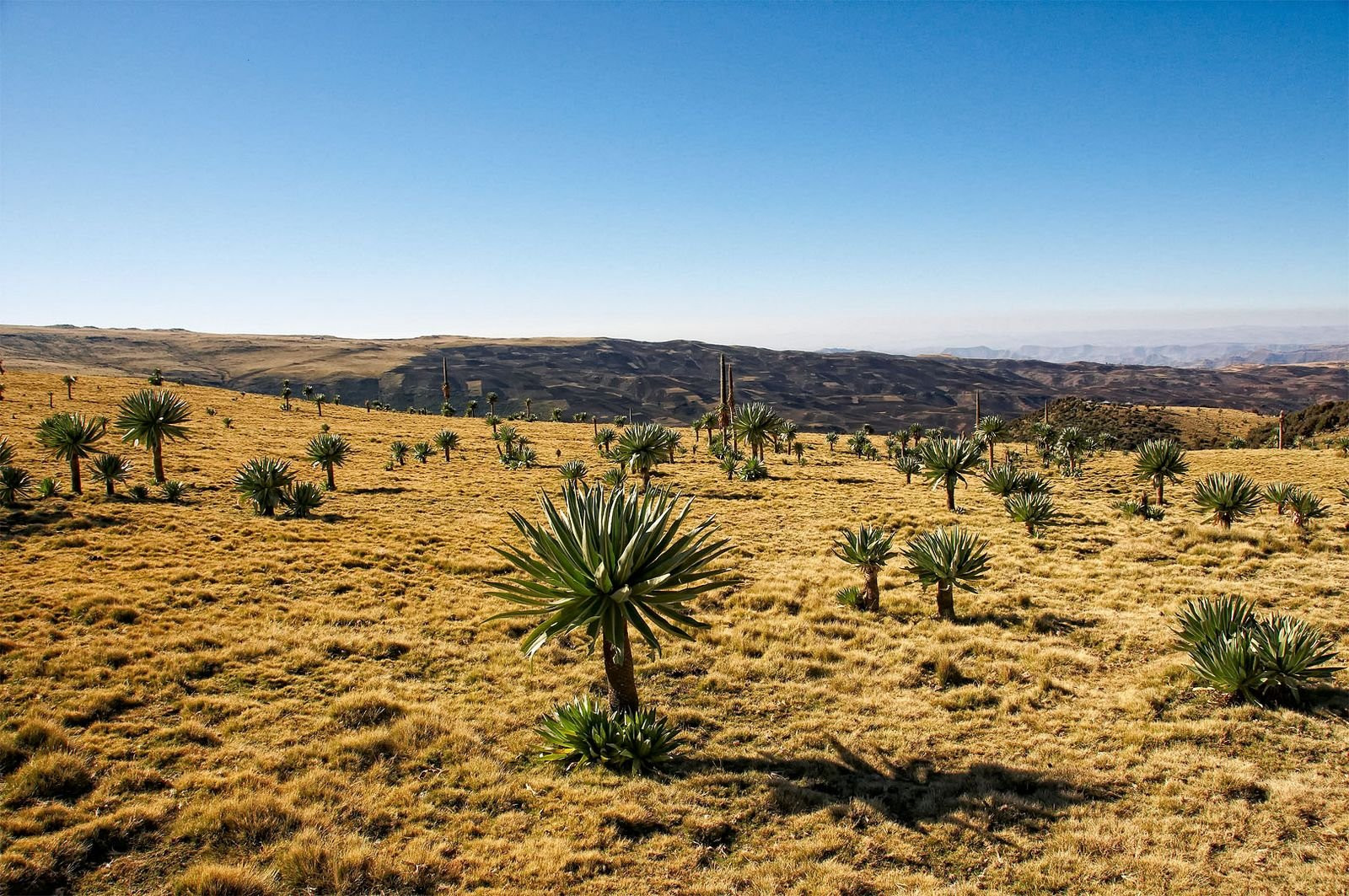 Равнина бесконечная, Эфиопия. Фото 7 – фотографии Эфиопии