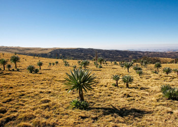 Равнина бесконечная, Эфиопия. Фото 7 – фотографии Эфиопии