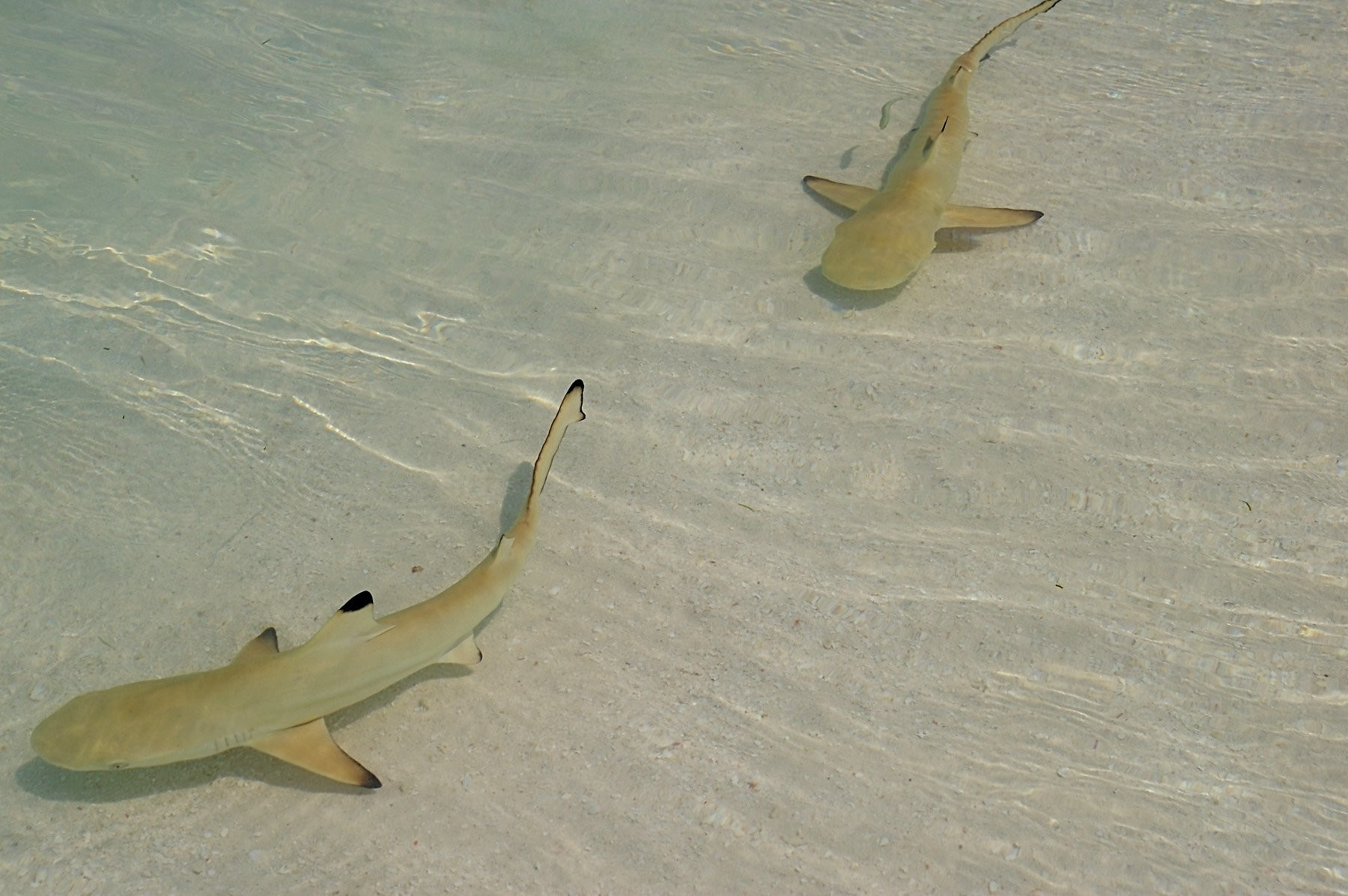 Мальдивы, фото № 5032 – фотографии Мальдивских островов