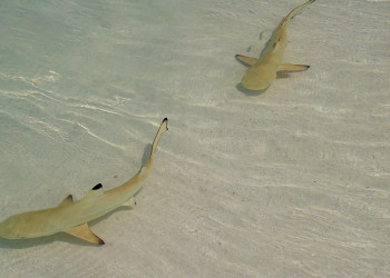 Мальдивы, фото № 5032 – фотографии Мальдивских островов